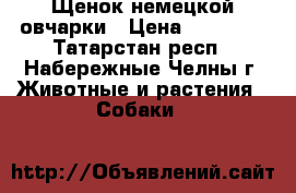 Щенок немецкой овчарки › Цена ­ 10 000 - Татарстан респ., Набережные Челны г. Животные и растения » Собаки   